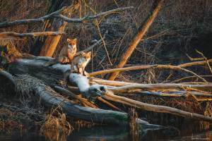 Julien SESIA - Julien-Sésia-Photographie©